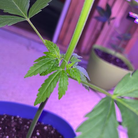 Reefer Sutherland growlog timeline photo