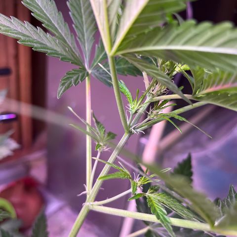 Dankota Fanning growlog timeline photo