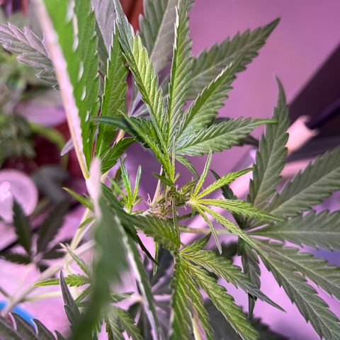 Dankota Fanning growlog timeline photo