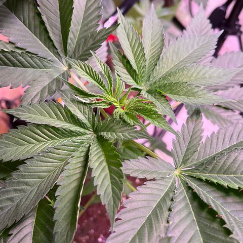 Potsy Cline growlog timeline photo