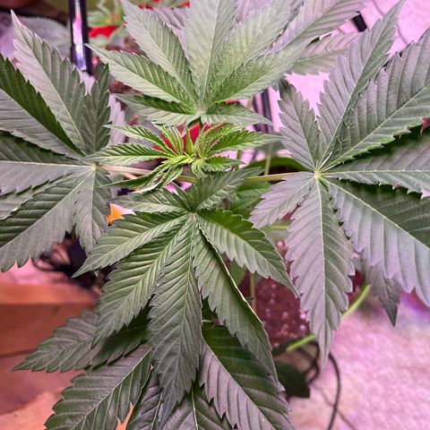Potsy Cline growlog timeline photo