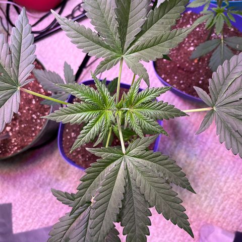Blunter S Thompson growlog timeline photo