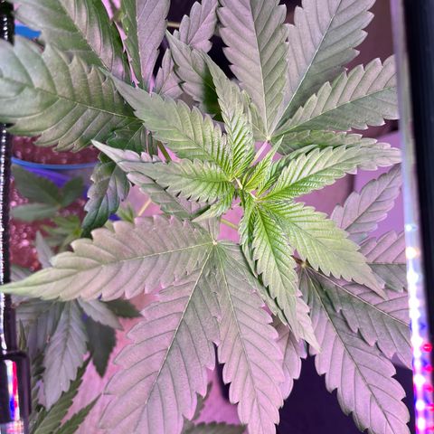 Reefer Sutherland growlog timeline photo
