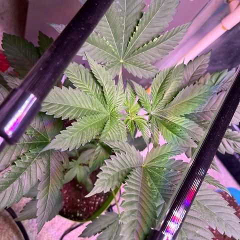 Pot Benetar growlog timeline photo