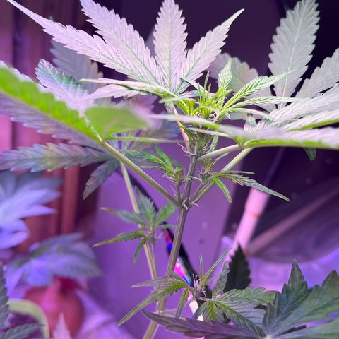 Dankota Fanning growlog timeline photo