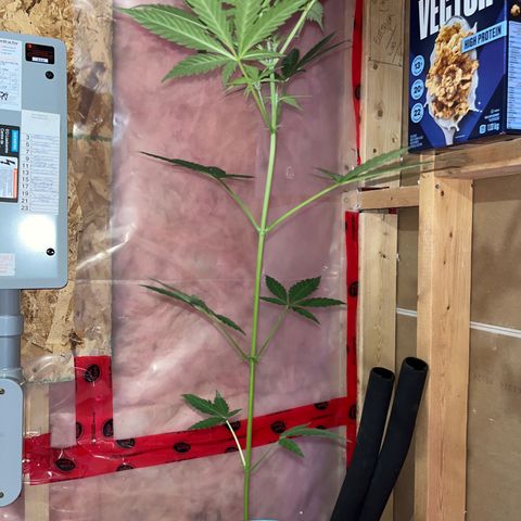 Dankota Fanning growlog timeline photo