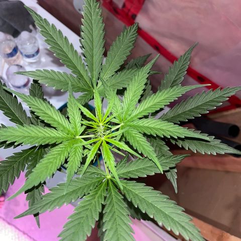 Dankota Fanning growlog timeline photo