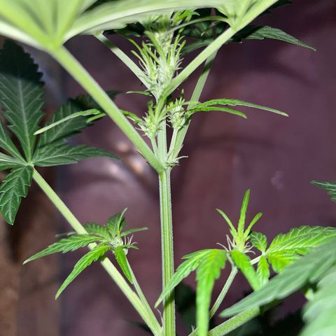 Dankota Fanning growlog timeline photo