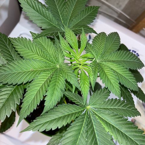 Potsy Cline growlog timeline photo