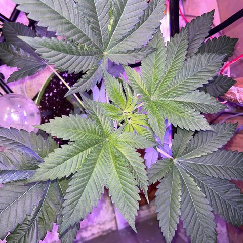 Pot Benetar growlog timeline photo