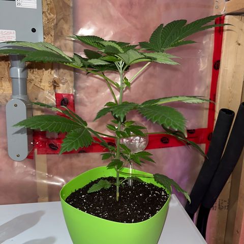 Pot Benetar growlog timeline photo
