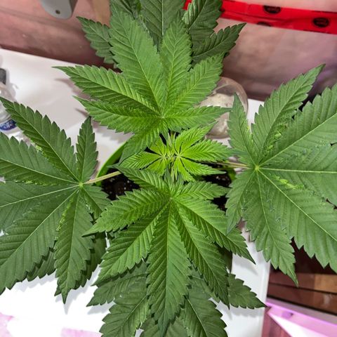 Pot Benetar growlog timeline photo
