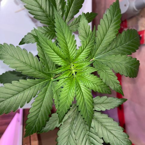 Reefer Sutherland growlog timeline photo