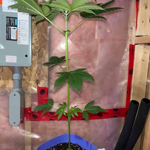Reefer Sutherland growlog timeline photo