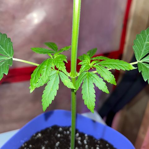 Reefer Sutherland growlog timeline photo