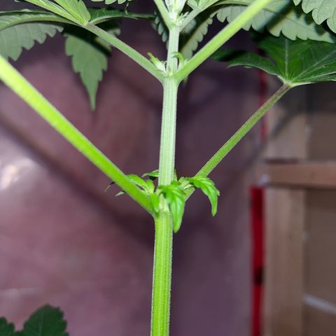 Reefer Sutherland growlog timeline photo