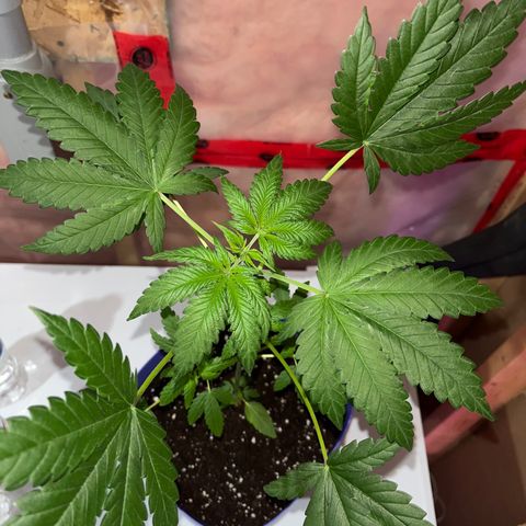 Blunter S Thompson growlog timeline photo
