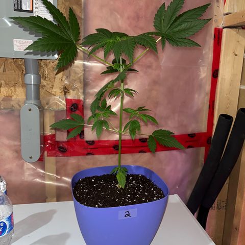 Blunter S Thompson growlog timeline photo