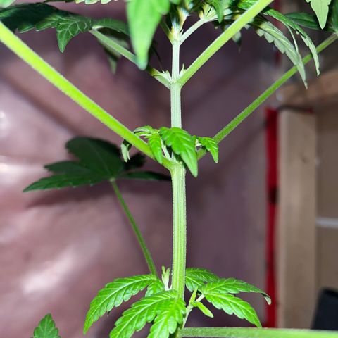 Blunter S Thompson growlog timeline photo