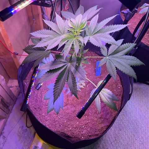 Potsy Cline growlog timeline photo