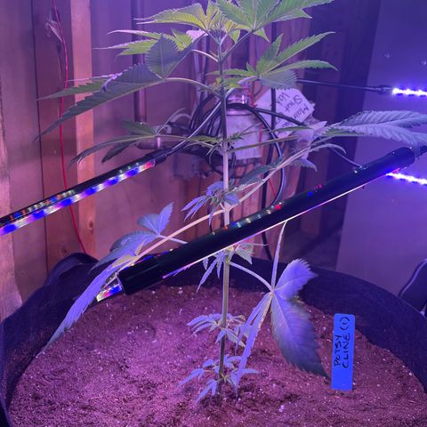 Potsy Cline growlog timeline photo