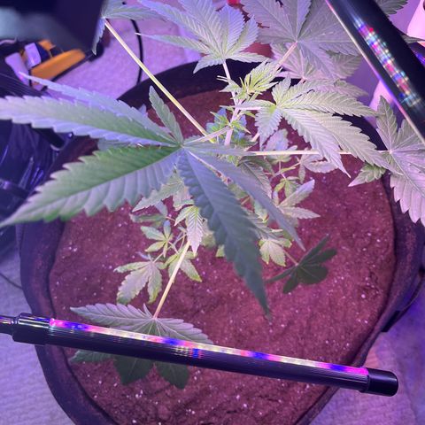 Blunter S Thompson growlog timeline photo