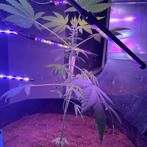 Blunter S Thompson growlog timeline photo