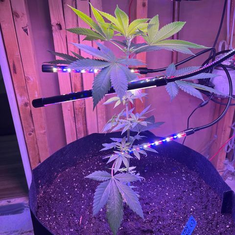 Potsy Cline growlog timeline photo