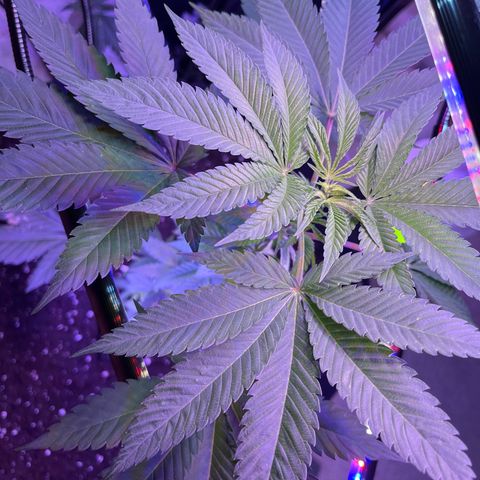 Potsy Cline growlog timeline photo