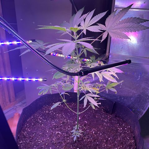 Blunter S Thompson growlog timeline photo