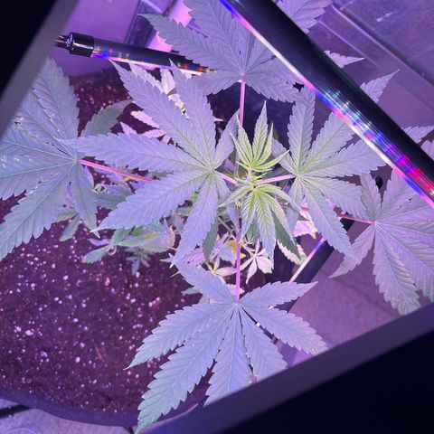 Blunter S Thompson growlog timeline photo