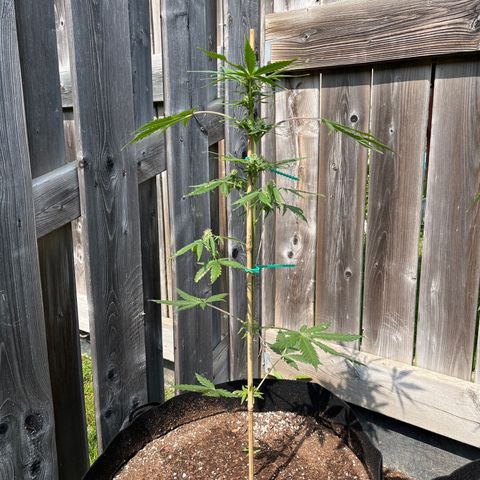Dankota Fanning growlog timeline photo