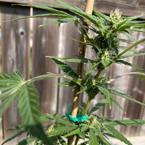Dankota Fanning growlog timeline photo