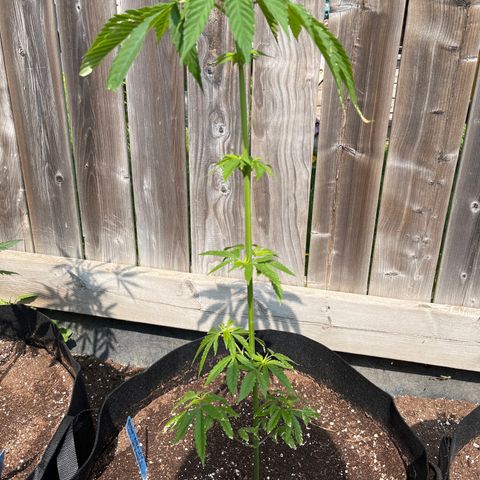 Reefer Sutherland growlog timeline photo