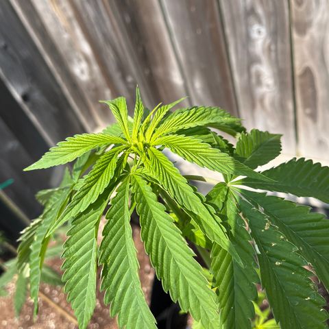 Reefer Sutherland growlog timeline photo
