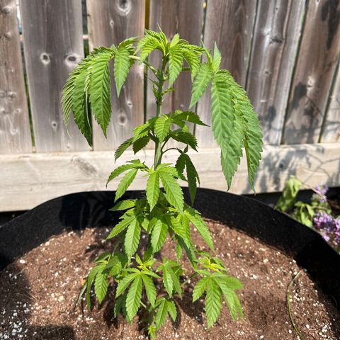 Pot Benetar growlog photo: After 2 nights of frost. Covered with sheet