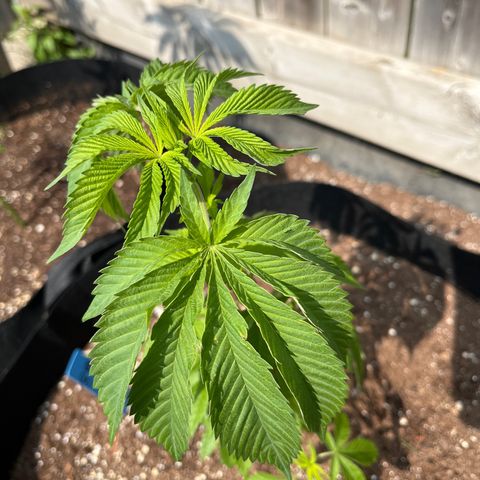 Pot Benetar growlog timeline photo