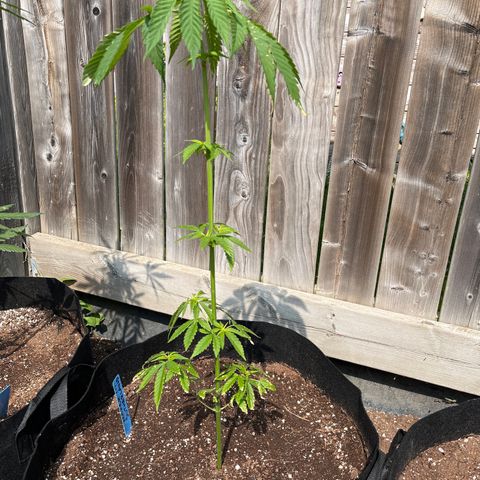 Reefer Sutherland growlog photo: After 2 nights of frost. Covered with a sheet 