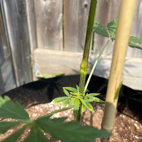 Dankota Fanning growlog photo: Stem healed up but stressed. After 2 nights of frost. Covered with a sheet 