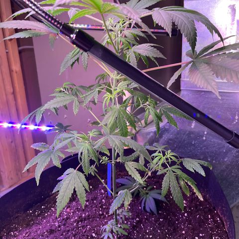 Blunter S Thompson growlog timeline photo