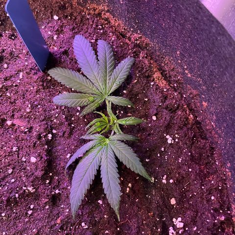 Blunter S Thompson growlog timeline photo