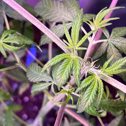 Blunter S Thompson growlog timeline photo