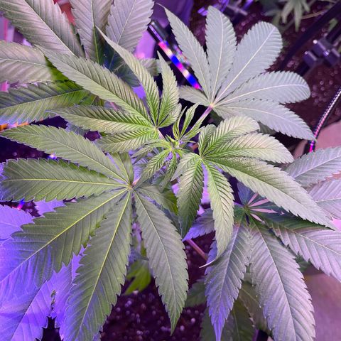 Potsy Cline growlog timeline photo