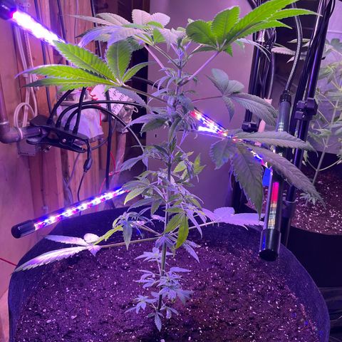 Potsy Cline growlog timeline photo