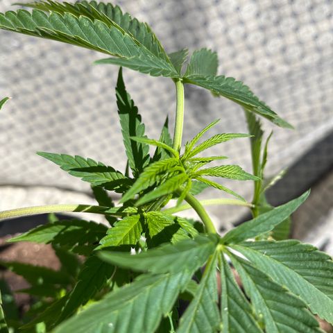 Reefer Sutherland growlog timeline photo