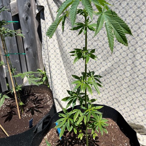 Reefer Sutherland growlog timeline photo