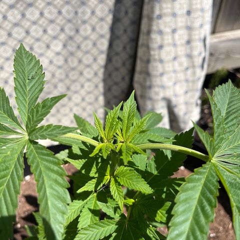 Pot Benetar growlog timeline photo