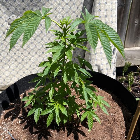 Pot Benetar growlog timeline photo