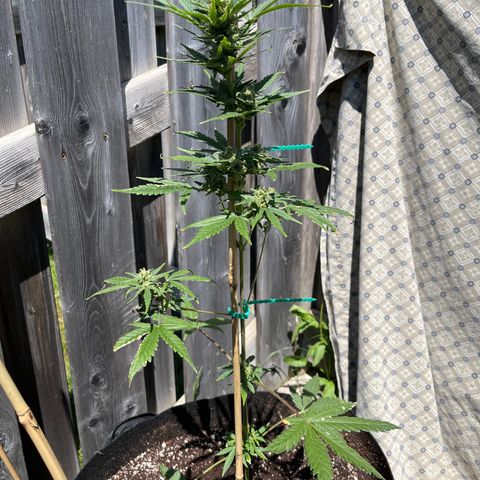 Dankota Fanning growlog timeline photo