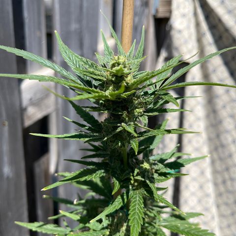 Dankota Fanning growlog timeline photo